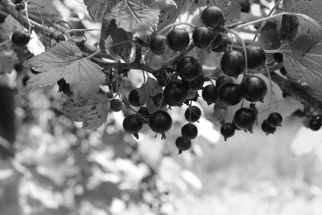 Blackcurrants and leaves on a branch, rendered in monochrome